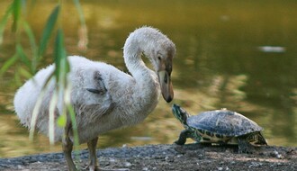“Zelenilo” tri meseca krilo od Novosađana šta se desilo sa labudićima