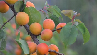 BUKOVAC: Nepoznati počinioci posekli voćnjak sa 280 stabala kajsije