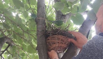 FOTO: Radnici "Gradskog zelenila" spasili gnezdo sa ptićima na Novom naselju