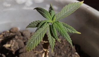 MUP: U kući u Futogu uzgajao 105 stabljika marihuane