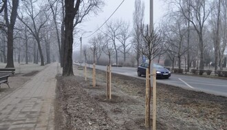 FOTO: Preradovićeva ulica bogatija za 70 novih stabala