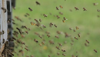 Pčelarski sajam Dunavskog regiona u petak i subotu u Novom Sadu